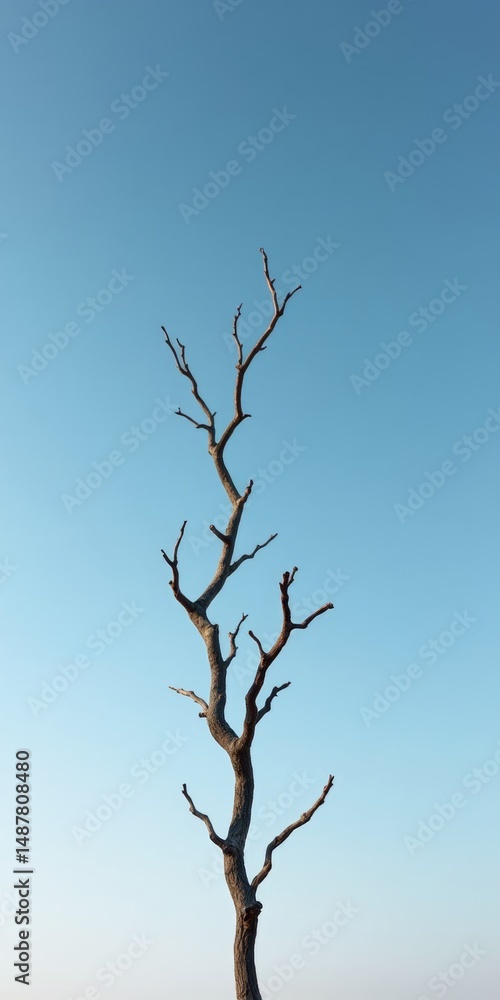 Obraz premium Bare tree standing against blue sky