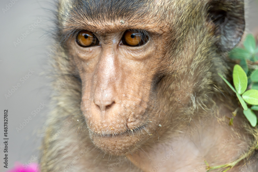 Obraz premium The portrait of macaque in a tropical nature, Thailand