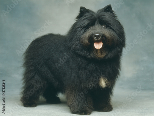 Image of a Puli dog with it...
