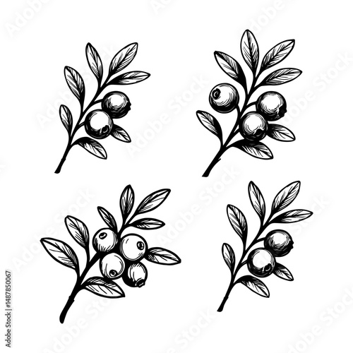 Vector drawing of cranberries. Sketch of a branch of berries hand drawing. for label, poster, print.