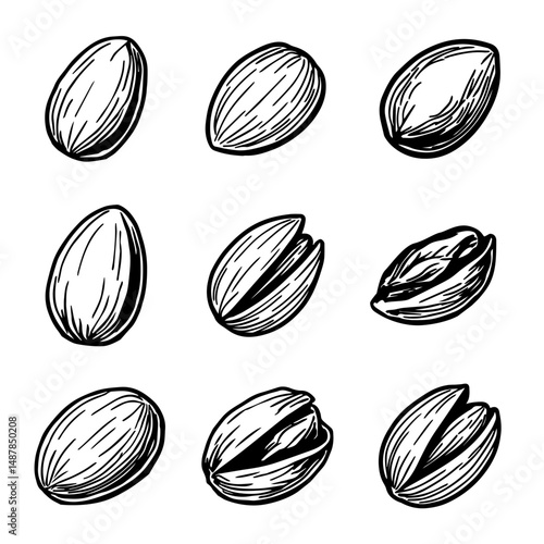 hand drawn sketch of pistachios. vector Nuts sketch