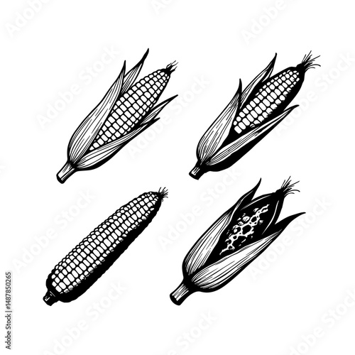 Hand drawn Corn Sketch Illustration