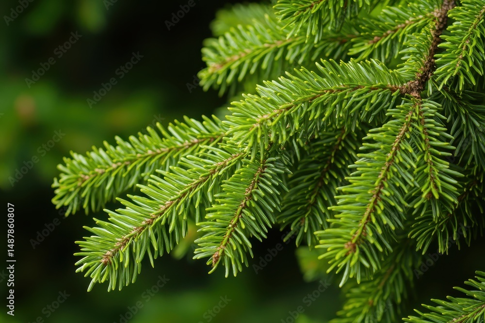 Obraz premium Lush Balsam Fir Needles: A Vibrant Green Canopy of Nature's Treasures