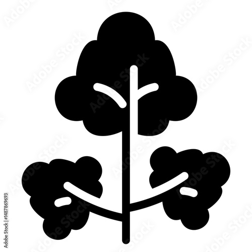 Coriander