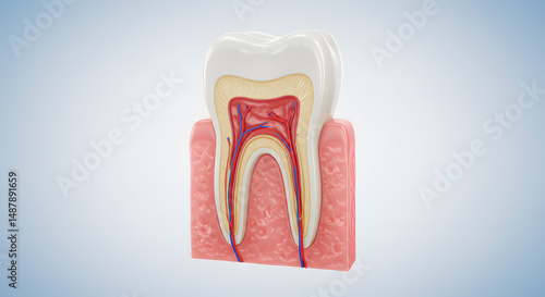 3D Render: Detailed Human Tooth Anatomy with Vascular System