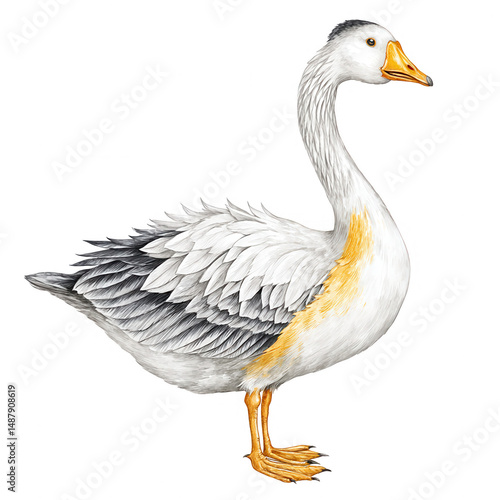 Beautiful hand drawn illustration of a Chinese goose on a white background.