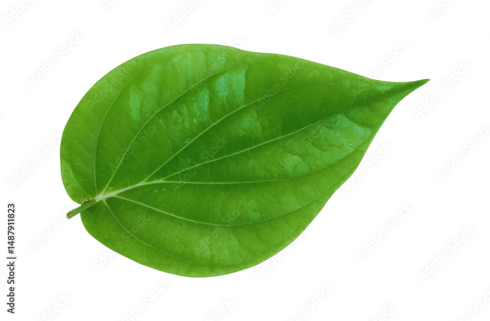 Obraz premium green leaf on white background