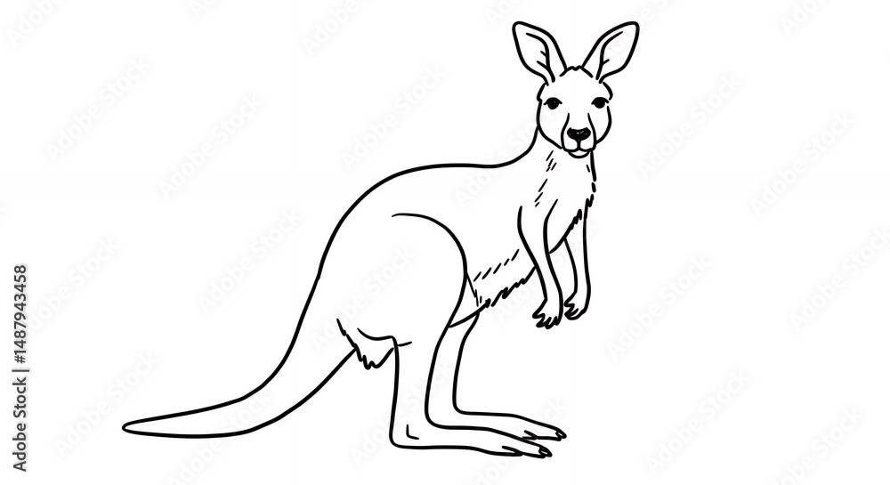 Fototapeta premium Kangaroo line art illustration