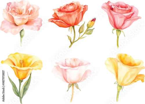 Six Delicate Watercolor Flower Illustrations Roses and California Poppies in Pastel Hues