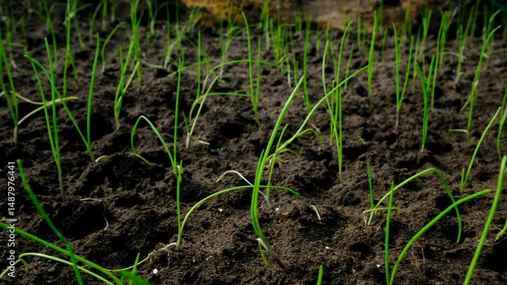 Quickly moving camera revealing freshly planted onions growing in vegetable garden with sand rich soil just after transplanting seedlings Quickly moving camera revealing freshly planted onions growing in vegetable garden with sand rich soil just after transplanting seedlings