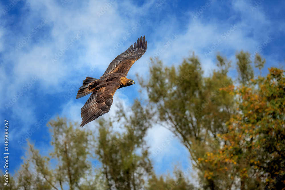 Fototapeta premium Flying golden eagle (Aquila chrysaetos)