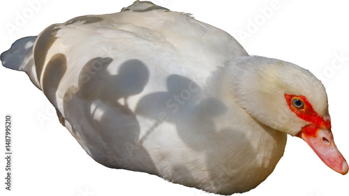 muscovy duck, duck, beak, waterfowl, feather, domestic, farm, bird, white, agriculture, fowl, wild, poultry, wings, wildlife, feathers, animal, nature, water, grass, birds, animals, neck, head, green,