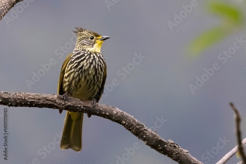 Photography Rusty-fronted Barwing (Actinodura egertoni) spotted in Sikkim, India