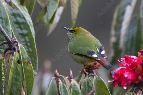 A male Blue-fronted Redstart (Phoenicurus frontalis) spotted in Pangolakha Wildlife Sanctuary, Sikkim, India.