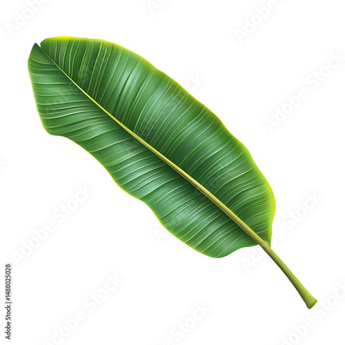 Banana Leaf Green Tropical Plant