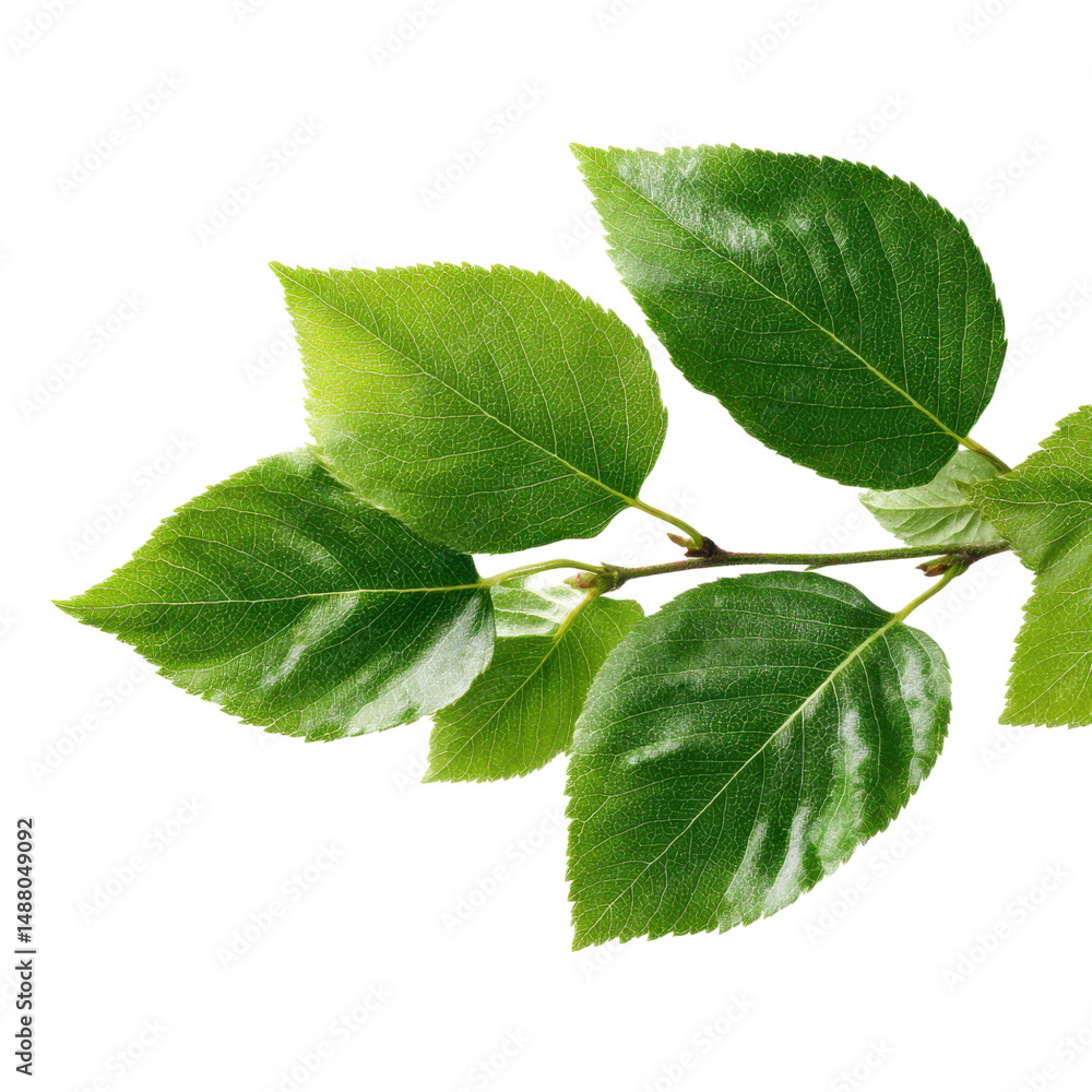 Fototapeta premium Fresh green leaves on a branch, cut out isolated on transparent or white background. A high resolution PNG image of Fresh green leaves on a branch, cut out.