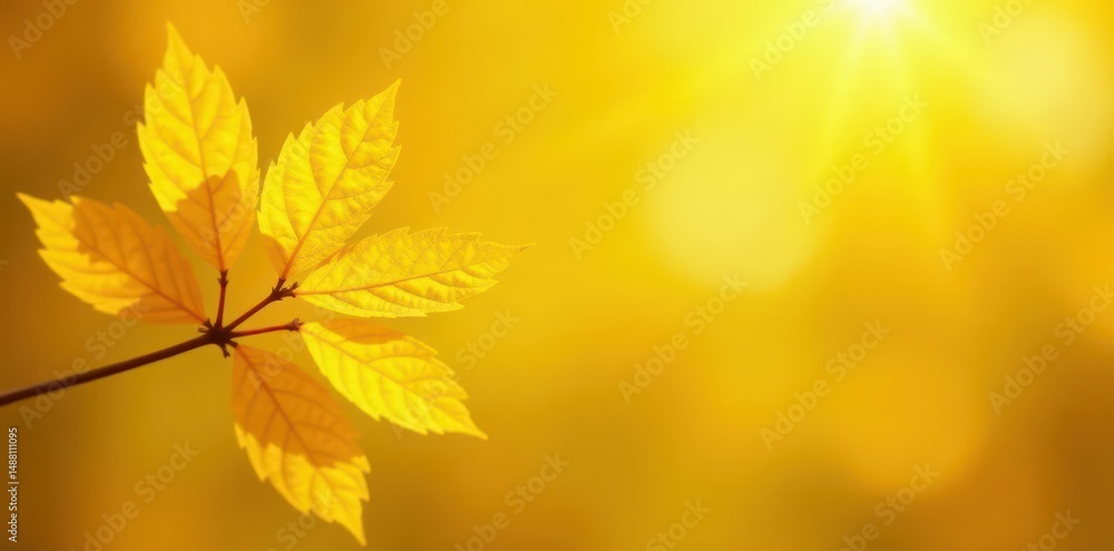 Sunlit yellow leaf bunch, hazy yellow background, fall, foliage, light Sunlit yellow leaf bunch, hazy yellow background, fall, foliage, light