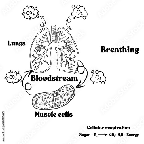 Lungs and Bloodstream A Key to Understanding Human Physiology , The Human Systems Visual Explanation Comprehensive Diagram