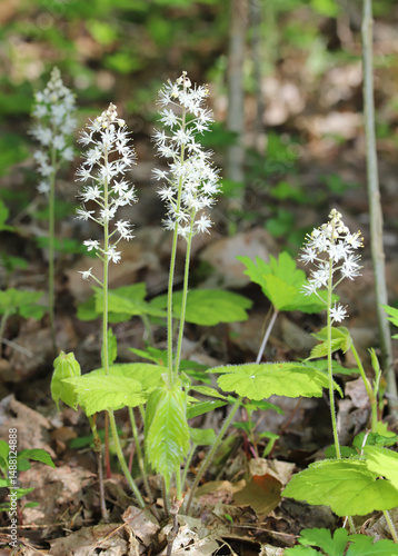 Blooming foamflower (Tiarella) in a forest floor understory in eastern North America.  This native wildflower has a cluster of white flowers growing from a tall stem. 