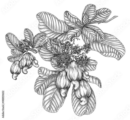 Vector illustration of a branch of blooming cashew in engraving style. Nut graphic tree. Decoration lineart of a healthy snack