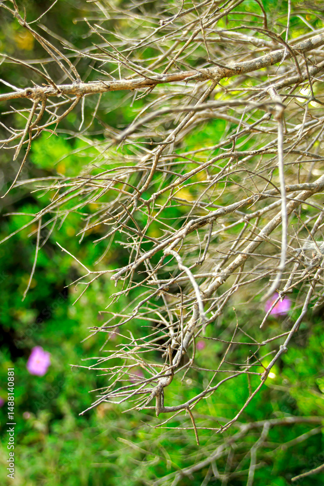 bare tree branches and green forest background bare tree branches and green forest background