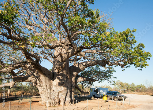 Car and caravan parked at roadside stop with large boab tree