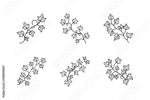 ivy vine line art vector illustration
