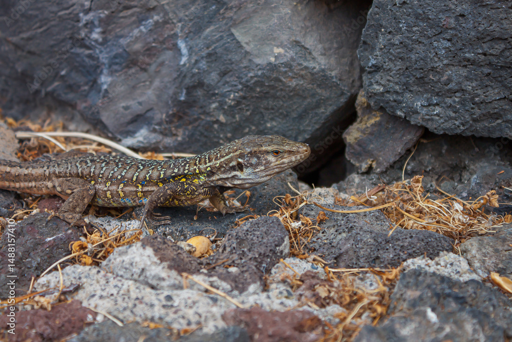Naklejka premium Lizard basking on sunlit stone surface in natural habitat, detailed close-up 