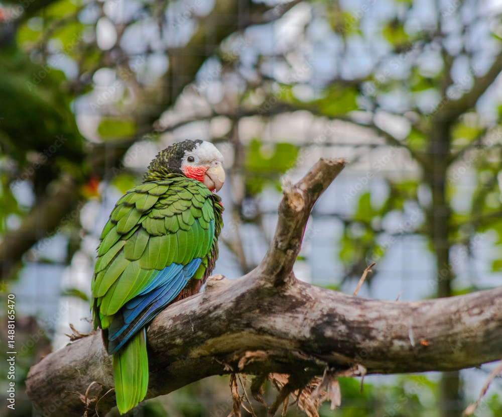 Obraz premium blue and yellow macaw