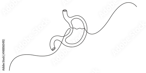 Stomach one continuous line drawing anatomy concept on white background. Single line art stomach minimalism vector illustration