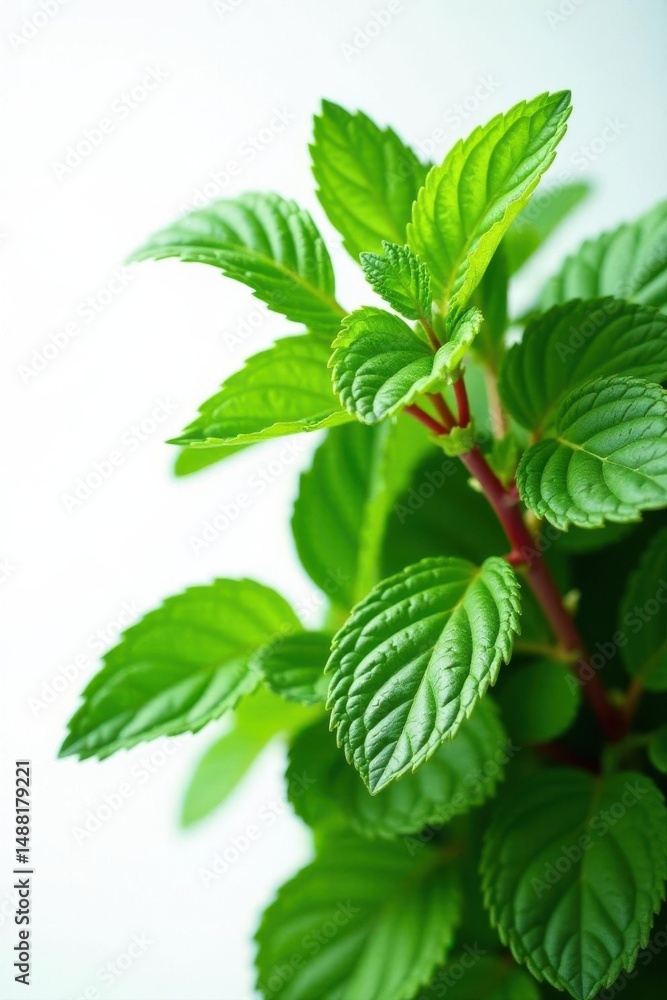 Lush red-stemmed mint bunch, vibrant green leaves, low-angle white background , healthy, organic Lush red-stemmed mint bunch, vibrant green leaves, low-angle white background , healthy, organic