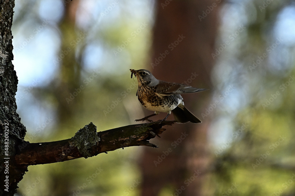 Fototapeta premium White-browed Thrush with prey on a tree branch.