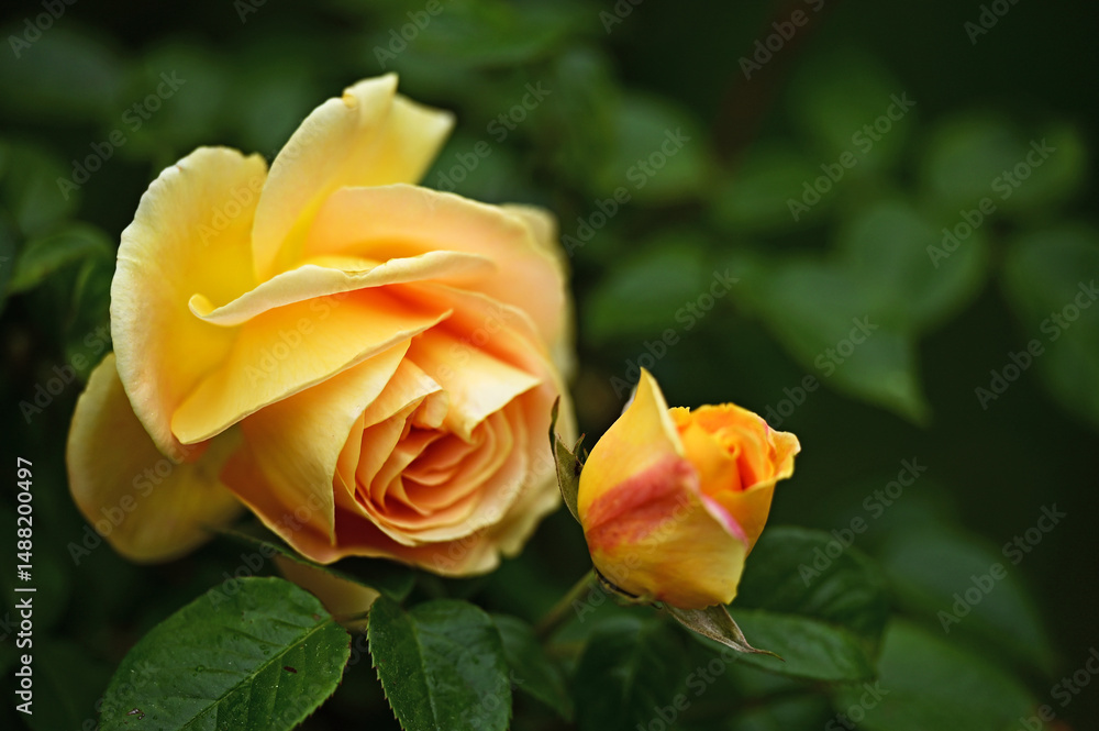 Yellow rose flowers close up,Volksgarten in Vienna, springtime Yellow rose flowers close up,Volksgarten in Vienna, springtime