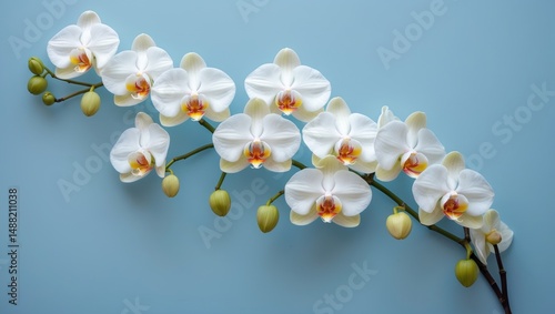 Bright white Phalaenopsis orchid blossoms set against a pastel blue background, captured in flat lay style.