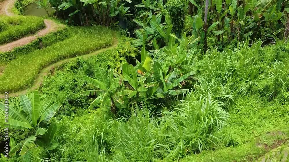 Drone captures Bali’s famous rice terraces near Ubud, highlighting the Subak irrigation heritage and the lush, green stepped terrain that defines the region Drone captures Bali’s famous rice terraces near Ubud, highlighting the Subak irrigation heritage and the lush, green stepped terrain that defines the region