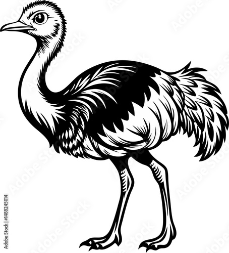 ostrich cartoon isolated on white background