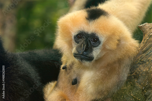 Black crested gibbon portrait