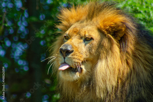Photography close up portrait of a lion with its tongue out
