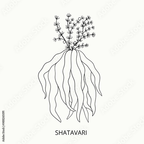 Shatavari ,Asparagus racemosus, or shatamull. Hand drawn of medical herb. Alternative ayurvedic medicine