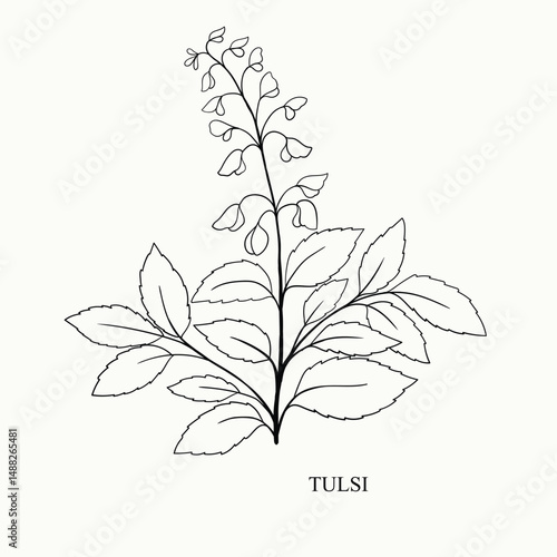 vector drawing tulsi, holy basil, Ocimum tenuiflorum, hand drawn illustration