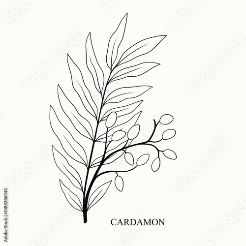 Branch of cardamom plant with leaf and berry. Ink cardamom herbal illustration