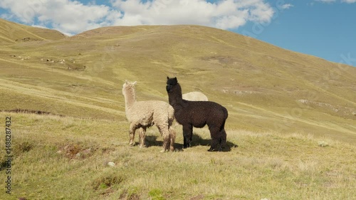 Alpacas eating and grazing in the Andes mountain range surrounded by mountains and blue sky illuminated by natural light in the highlands of Peru, Latin America.