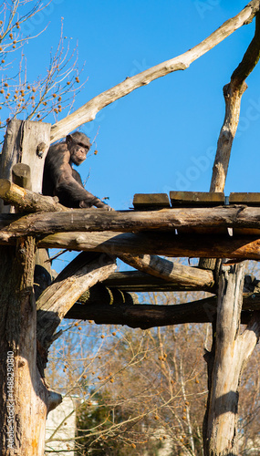 Portrait of a lonely chimpanzee, a monkey resting at the Warsaw Zoo