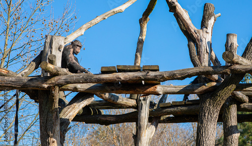 Portrait of a lonely chimpanzee, a monkey resting at the Warsaw Zoo