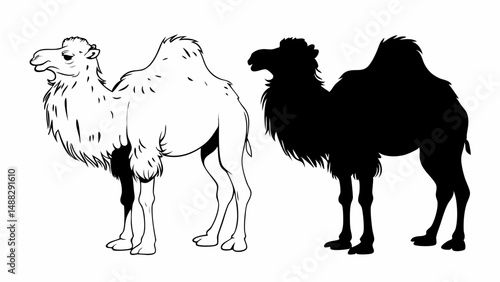 Illustration of a camel in outline and silhouette against a white background in a side by side view editable vector eps/eps