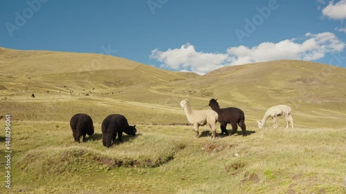Alpacas eating and grazing in the Andes mountain range surrounded by mountains and blue sky illuminated by natural light in the highlands of Peru, Latin America.