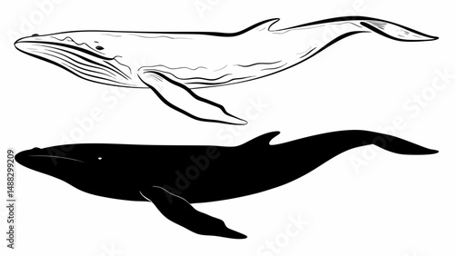 Two whales depicted one in outline and one in solid black swimming to the right on white background editable vector eps/eps