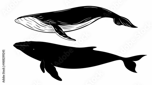 Two whales in black and white swimming gracefully in the ocean with their fins and tails visible clearly editable vector eps/eps
