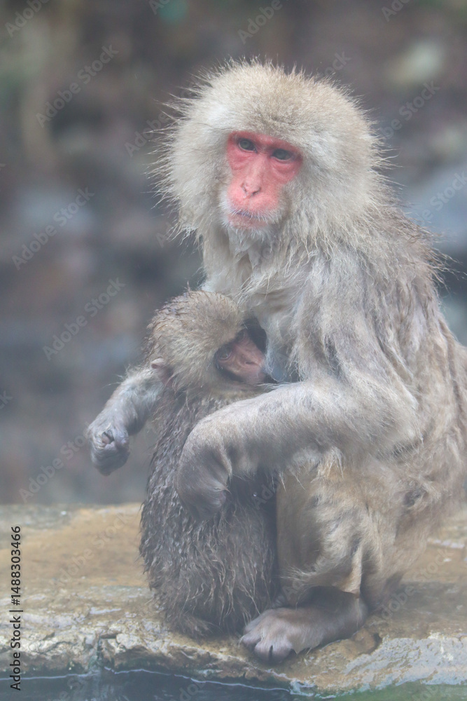 Fototapeta premium Baby macaque hugging his mother while breast feeding