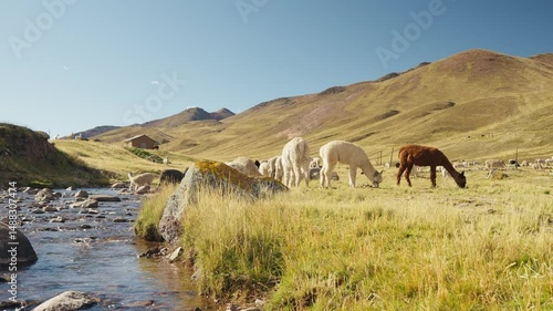 Alpacas eating and grazing in the Andes Mountains on the banks of a river with a blue sky illuminated by natural light in the highlands of Peru, Latin America.